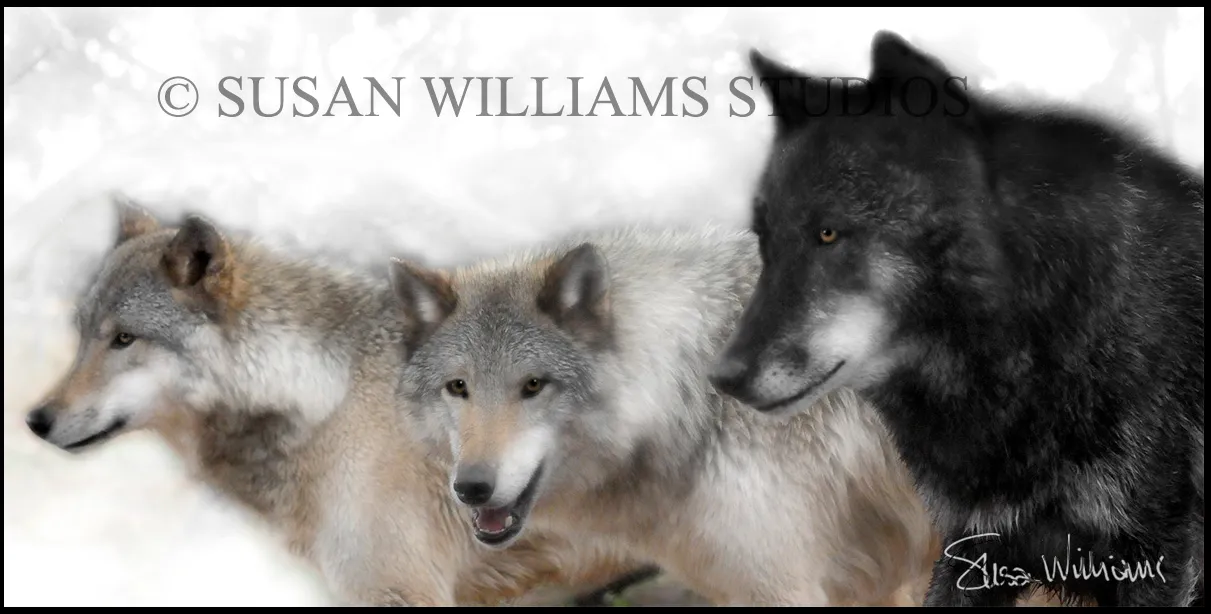 Susan Williams 3 Wolves Photograph on Canvas