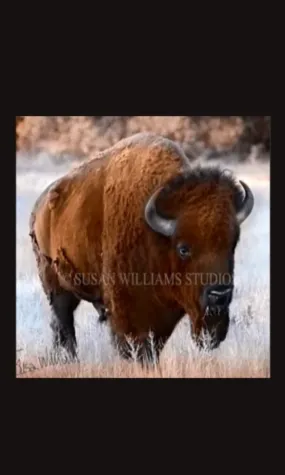 Susan Williams Bison Photograph on Canvas