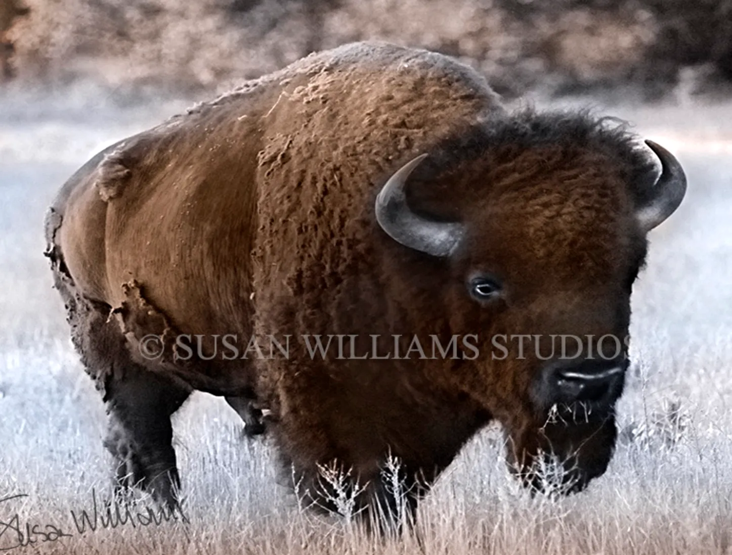 Susan Williams Bison Photograph on Canvas